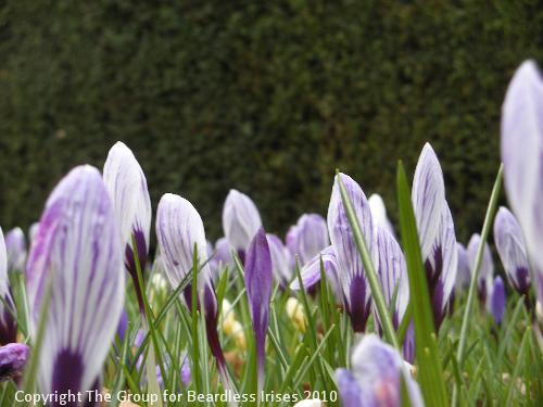 Crocus 2